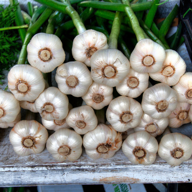 Fresh Onions 